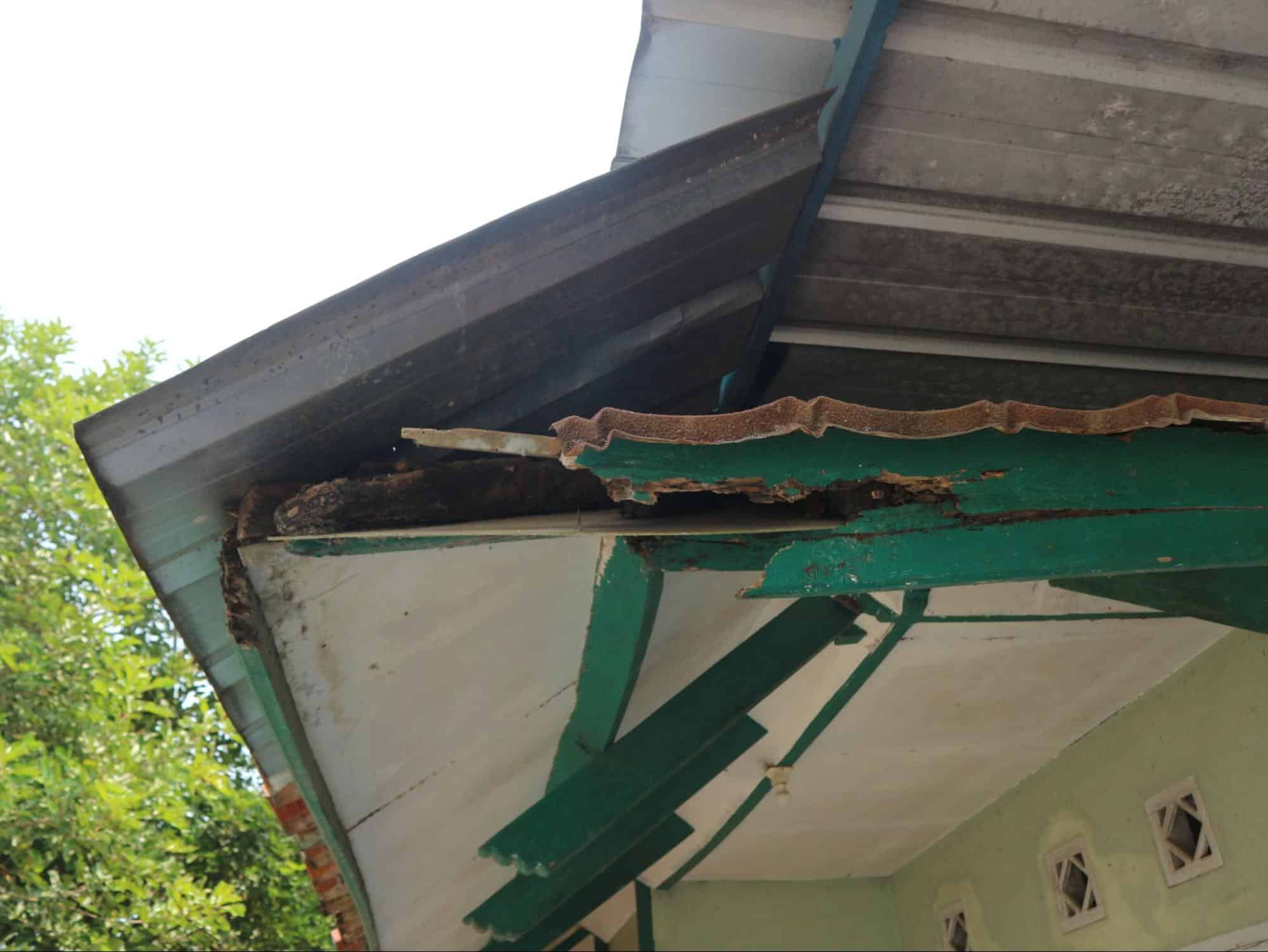 The Real Cost of Termite Damage and Why Selling As-Is Can Save You More